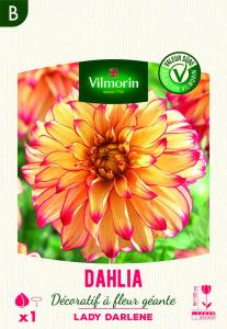 Dahlia décoratif à fleur géante Lady Darlene XXL (x1)